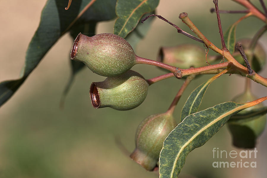 Nature Photograph - Gumnuts In the Sun by Joy Watson