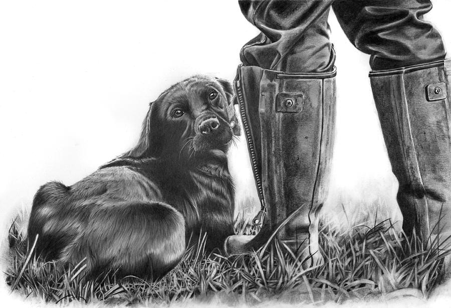 Gun Dog Drawing by Peter Williams