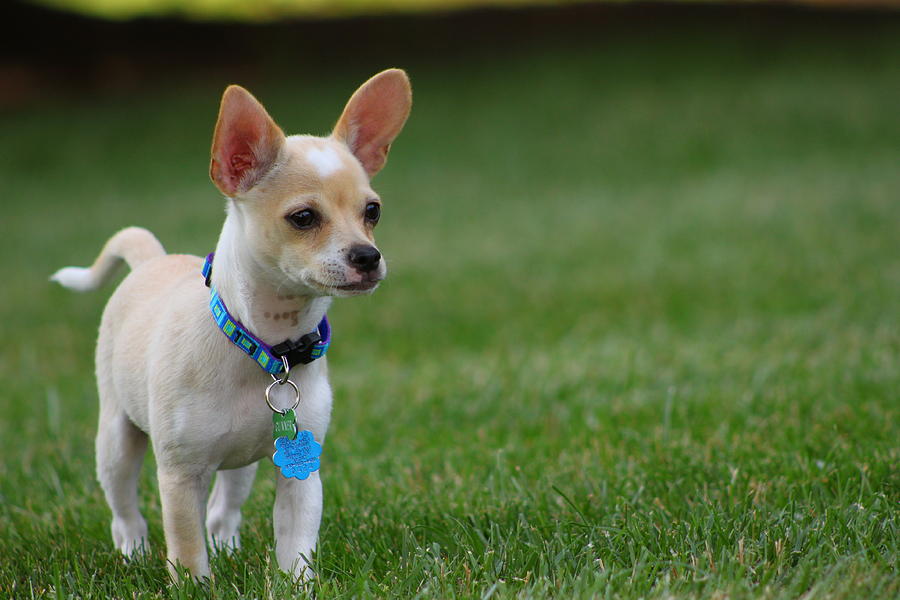 Gunner Baby Photograph by Chihuahua Kisses - Fine Art America