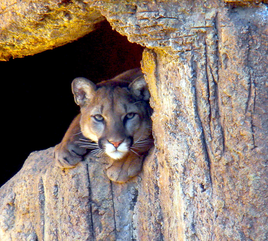 Guardian of the cliff by Jim Barbour Guardian of the cliff by Jim Barbour
