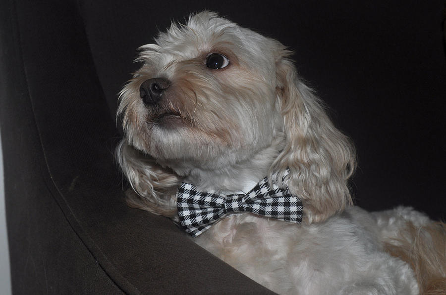 Gus a dog in a bow tie Photograph by Diane Lent
