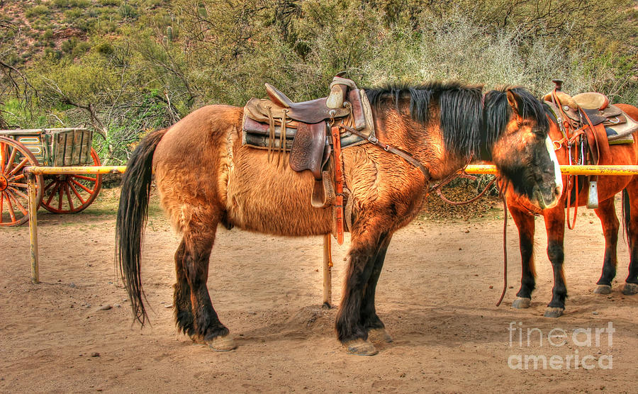 Gus The Horse Photograph