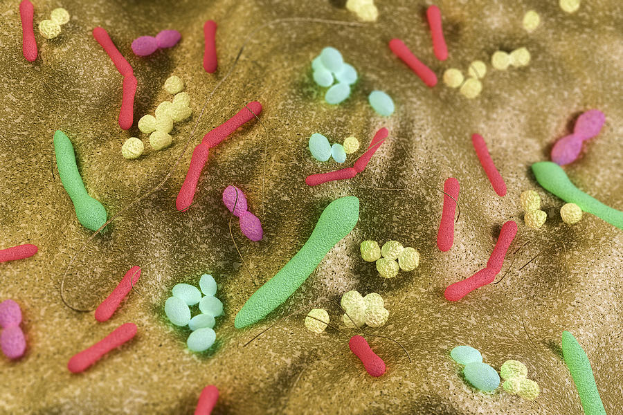 Gut Bacteria (3D) Photograph by Jamesbenet