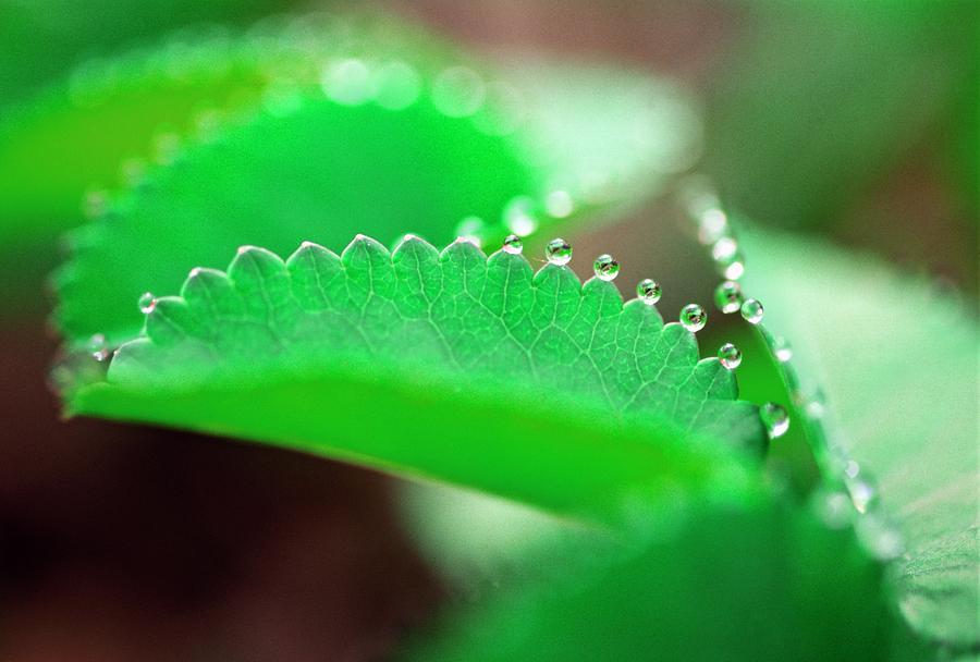 Nature Photograph - Guttation On A Leaf by Dr. Nick Kurzenko
