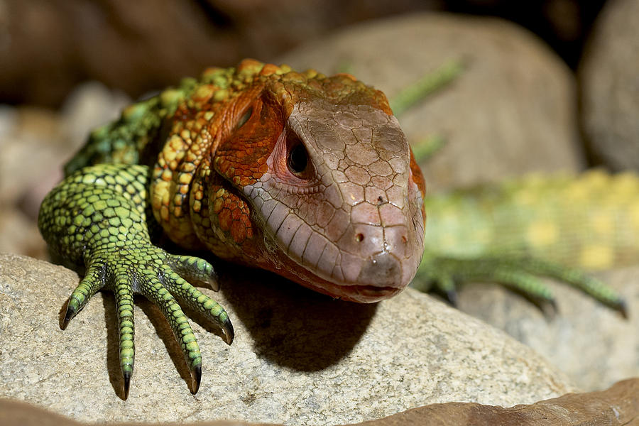 Guyana Caiman Lizard Portrait Photograph by San Diego Zoo