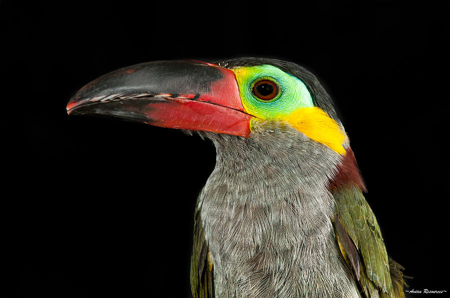 Guyana Toucanette Photograph by Avian Resources