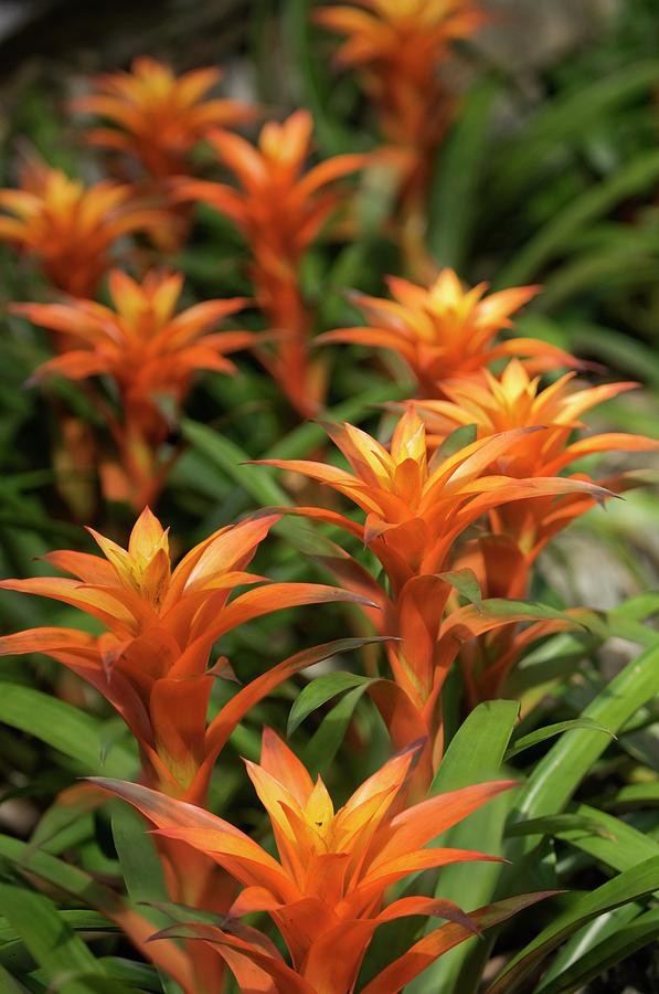 Guzmania Sanguinea Flowers Photograph by Maria Mosolova