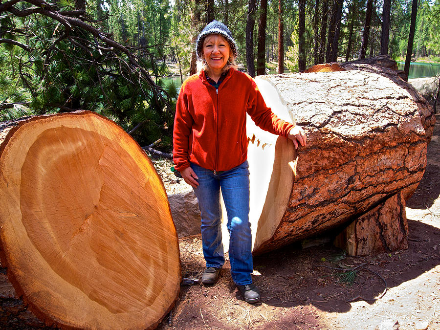Gwen Did Not Cut Down This  Ponderosa Pine Tree in Des Chutes National Forest, Oregon Photograph by Ruth Hager