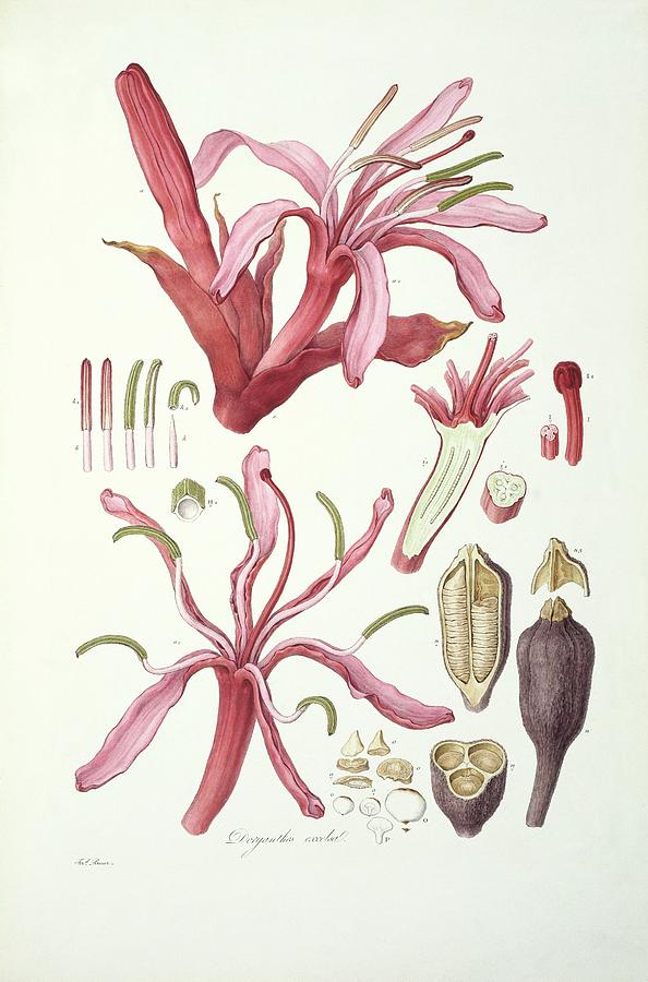 Gymea Lily Photograph by Natural History Museum, London/science Photo Library