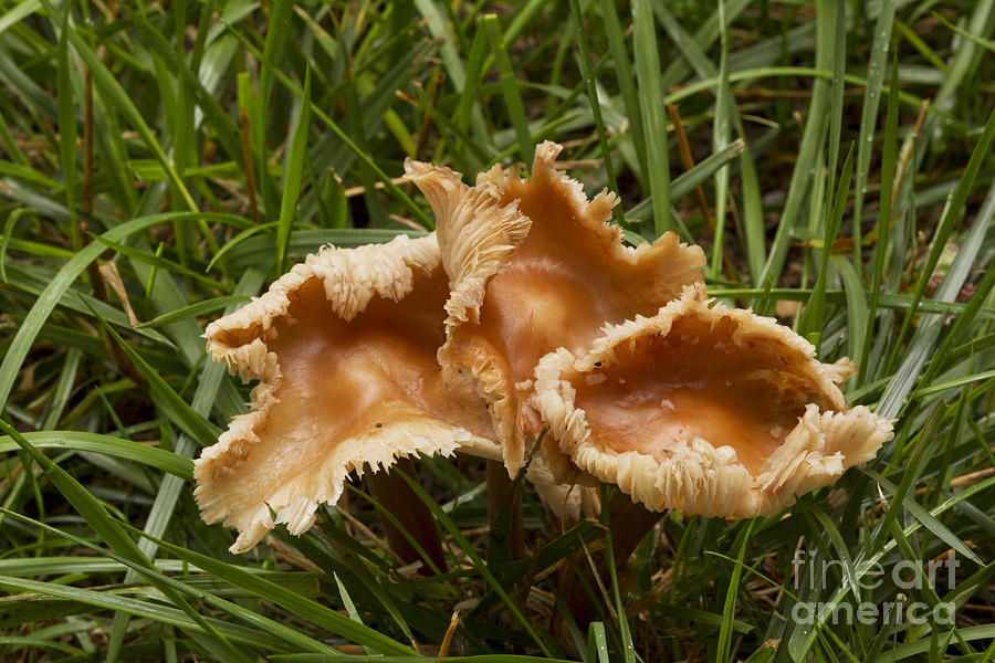 Gymnopus Fungus Photograph by Kenneth M. Highfill