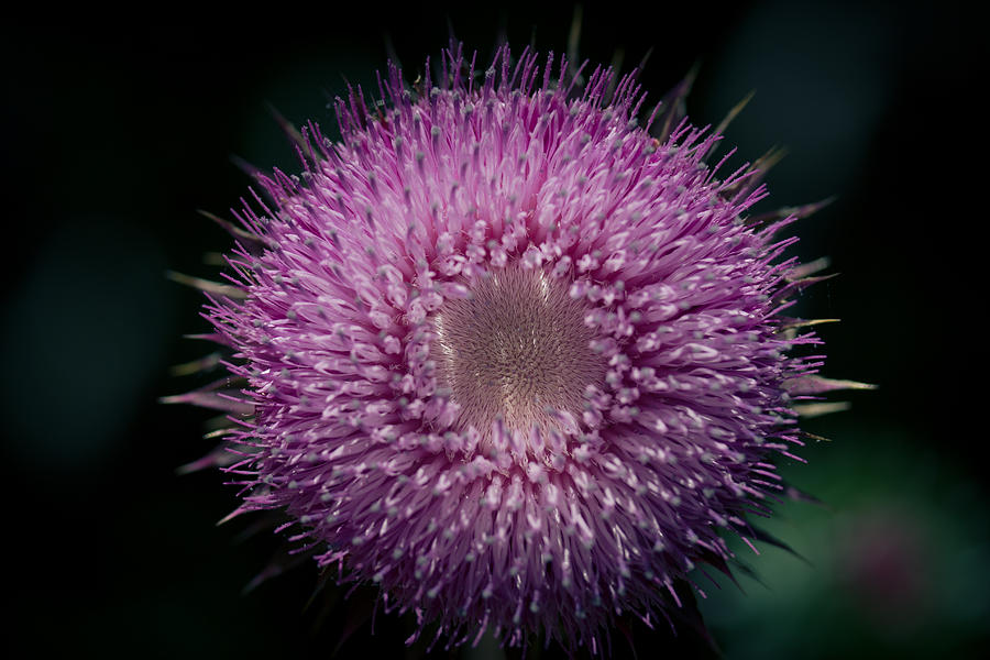 Nature Photograph - Gynormous Thistle by Shane Holsclaw