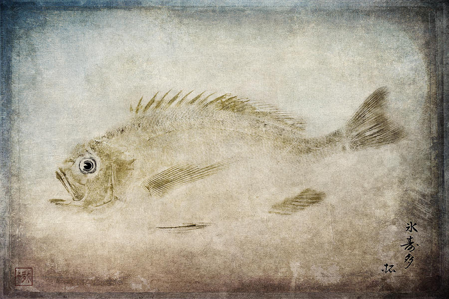 Fish Photograph - Gyotaku Fish Rubbing Japanese by Carol Leigh