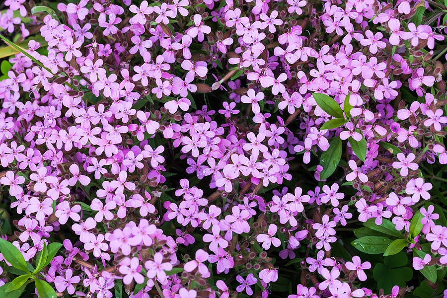 Gypsophila Photograph by Alain De Maximy - Fine Art America