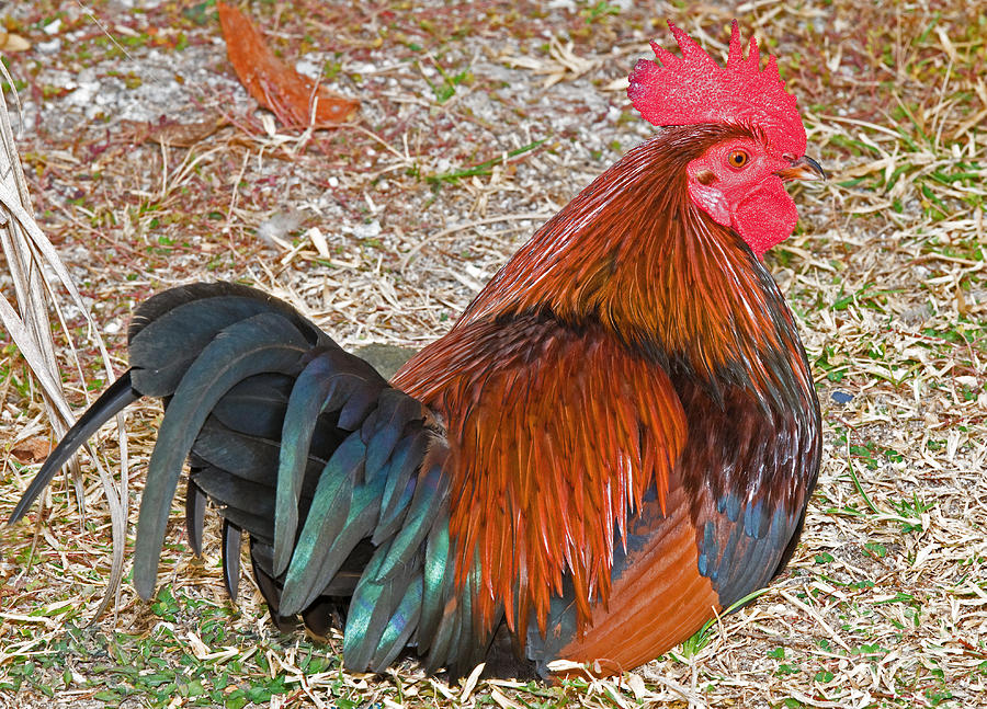 Gypsy Chicken, Rooster Photograph by Millard H. Sharp