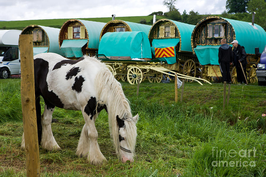 Horse Photograph - Gypsy Cob and Wagons by Liz  Alderdice