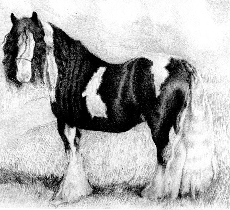 Gypsy Cob Horse Portrait Drawing by Olde Time Mercantile