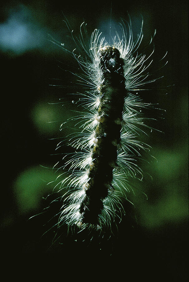 Gypsy Moth Caterpillar Photograph by Robert Noonan