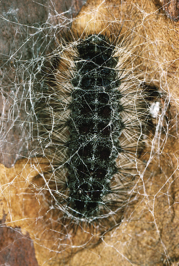 Gypsy Moth Caterpillar Spins Cocoon Photograph by Robert Noonan