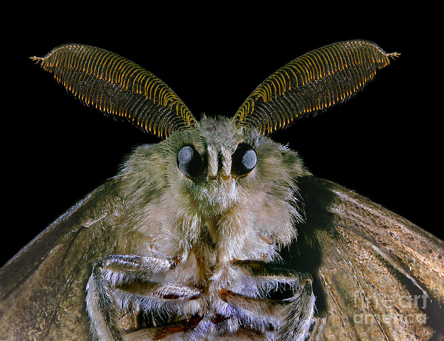 Insects Photograph - Gypsy Moth by Darwin Dale
