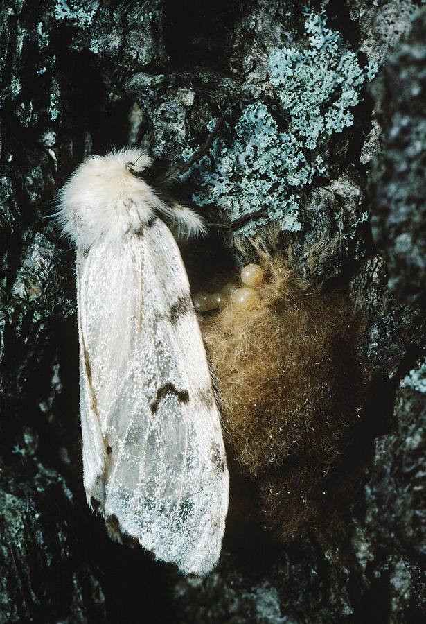 Gypsy Moth Lays Eggs Photograph by Robert Noonan