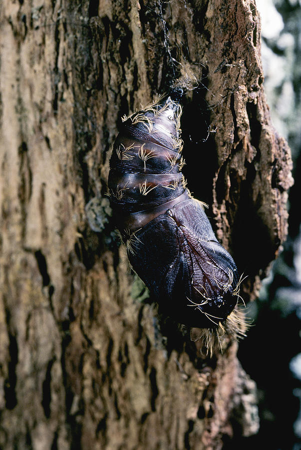 Gypsy Moth Pupa Photograph by Robert Noonan - Fine Art America