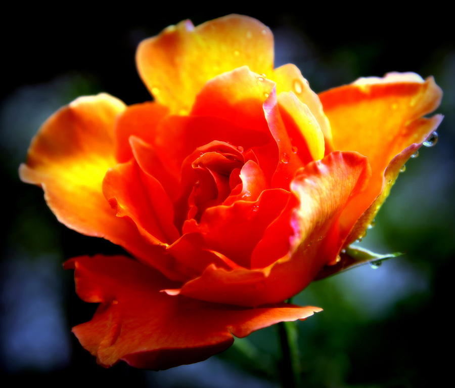 Rose Photograph - Gypsy Rose by Karen Wiles