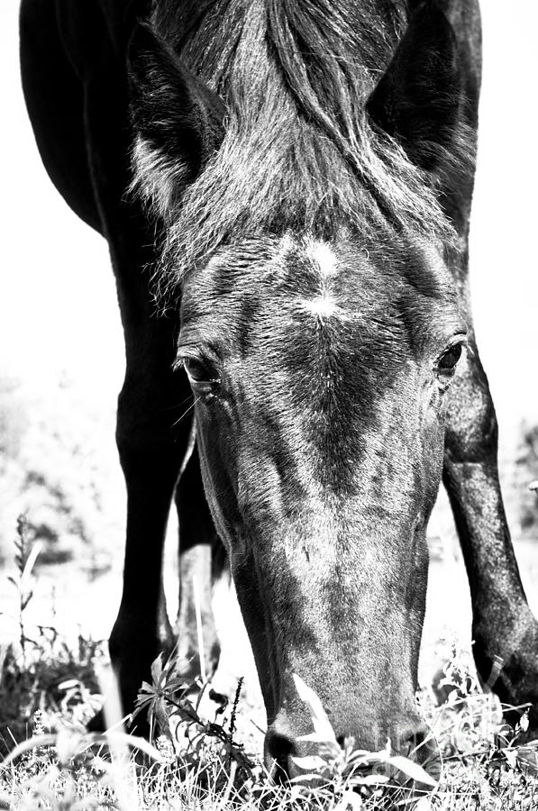 Horse Photograph - Gypsy upclose by Cheryl Baxter