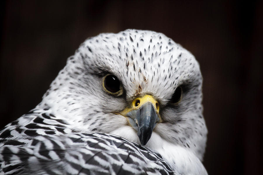 Gyrfalcon Closeup Photograph by Wes and Dotty Weber