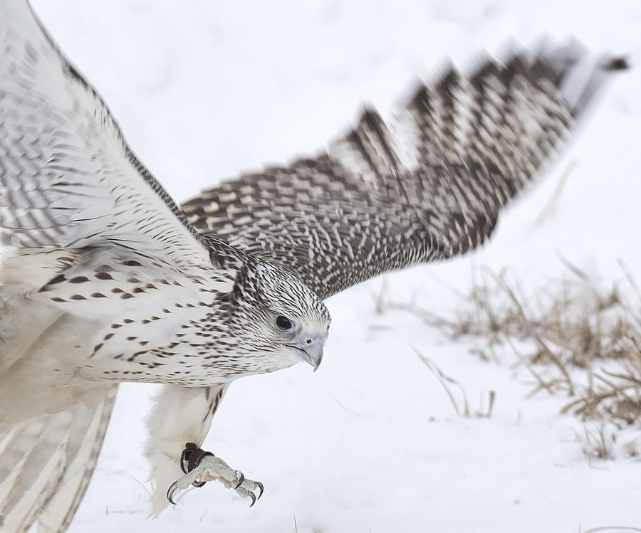 Gyrfalcon Dive Photograph by Nathan Mccreery - Fine Art America