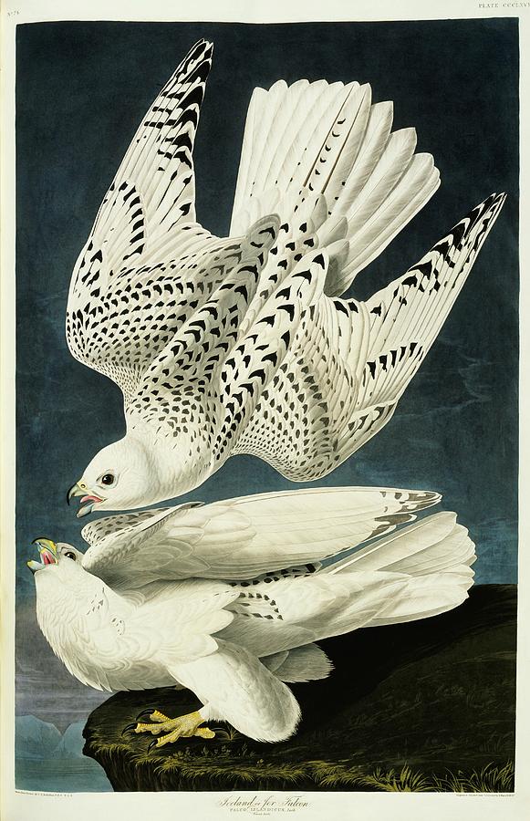 Gyrfalcon Pair Photograph by Natural History Museum, London/science Photo Library