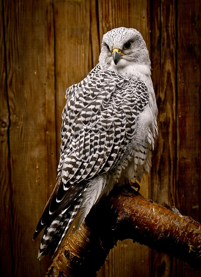 Falcon Photograph - Gyrfalcon Perched by Steve McKinzie