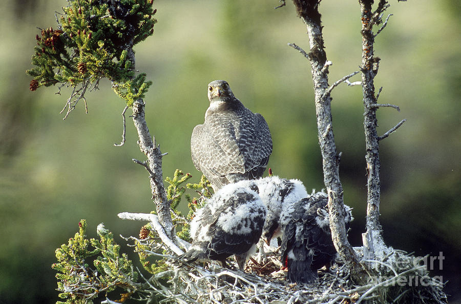 Gyrfalcons In Nest Photograph by William H. Mullins