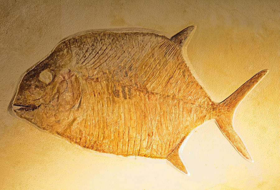 Gyrodus Fish Fossil Photograph by Millard H. Sharp