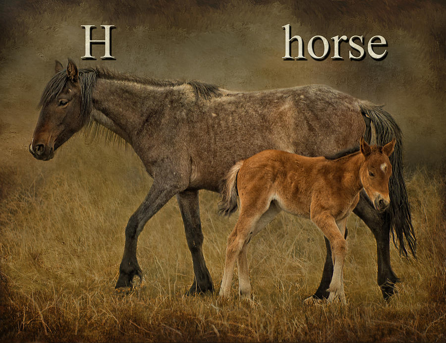 H is for Horse Photograph by Priscilla Burgers