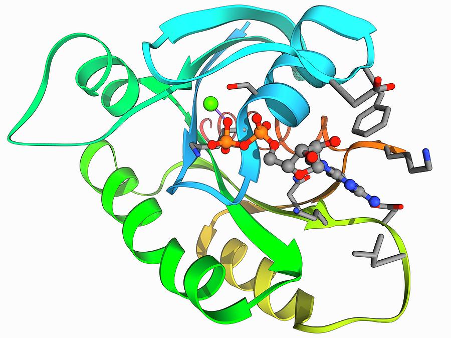 H-ras P21 Oncogene Protein by Laguna Design/science Photo Library