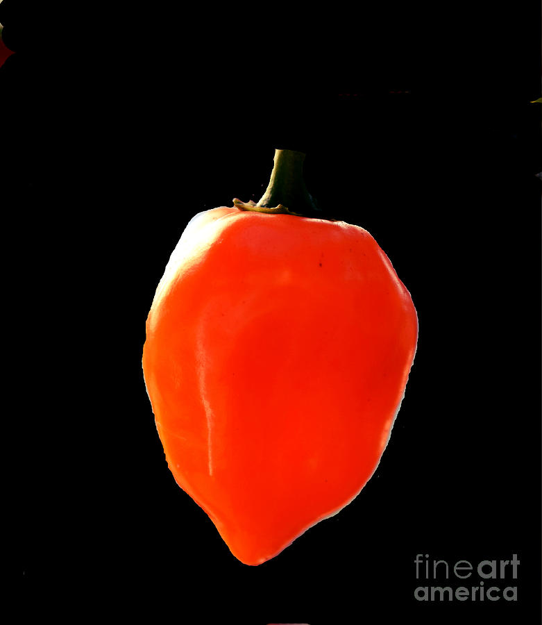Habanero in Black Photograph by Gary Smith