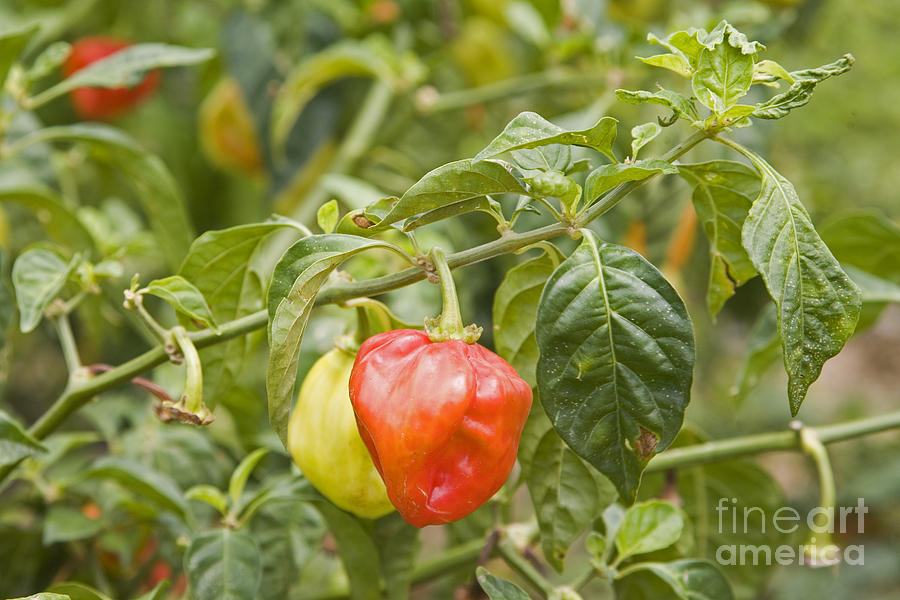 Habanero Peppers Photograph by Jim West