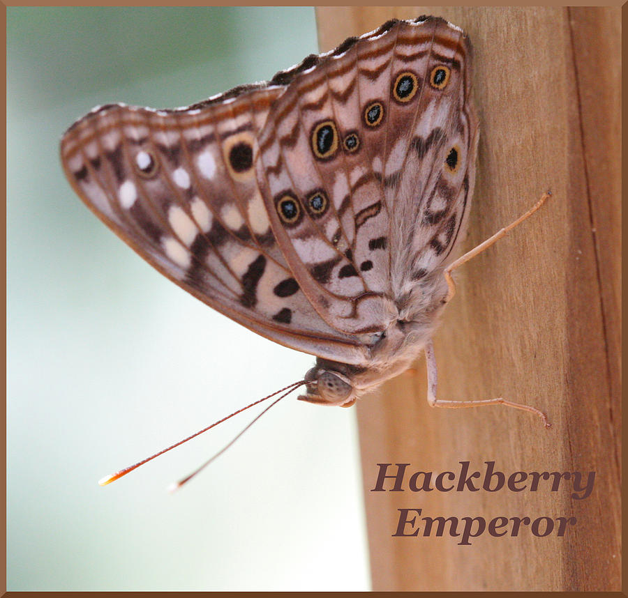 Butterfly Photograph - Hackberry Emperor by April Wietrecki Green
