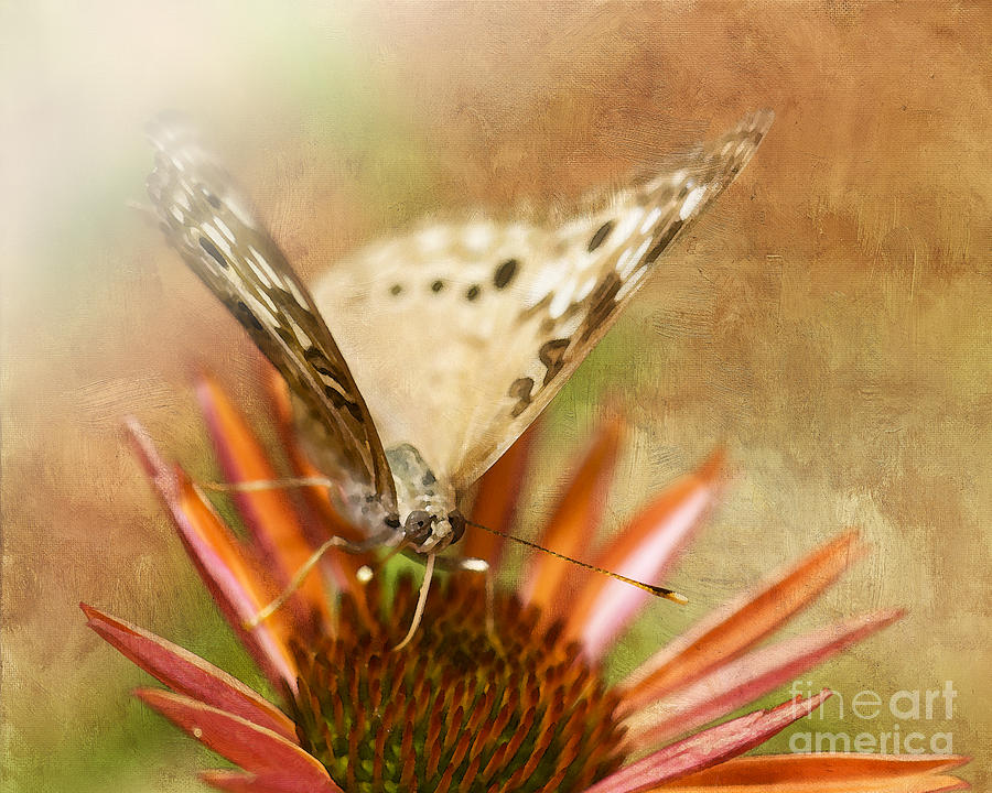 Hackberry Emperor Butterfly 1 Photograph by Betty LaRue