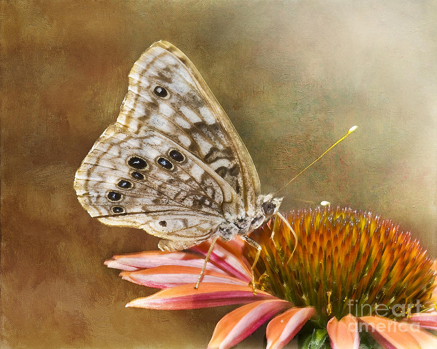 Hackberry Emperor Butterfly 2 Photograph by Betty LaRue