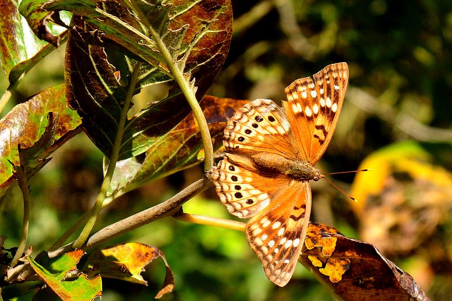 Hackberry Emperor Butterfly Photograph by Marilyn Burton