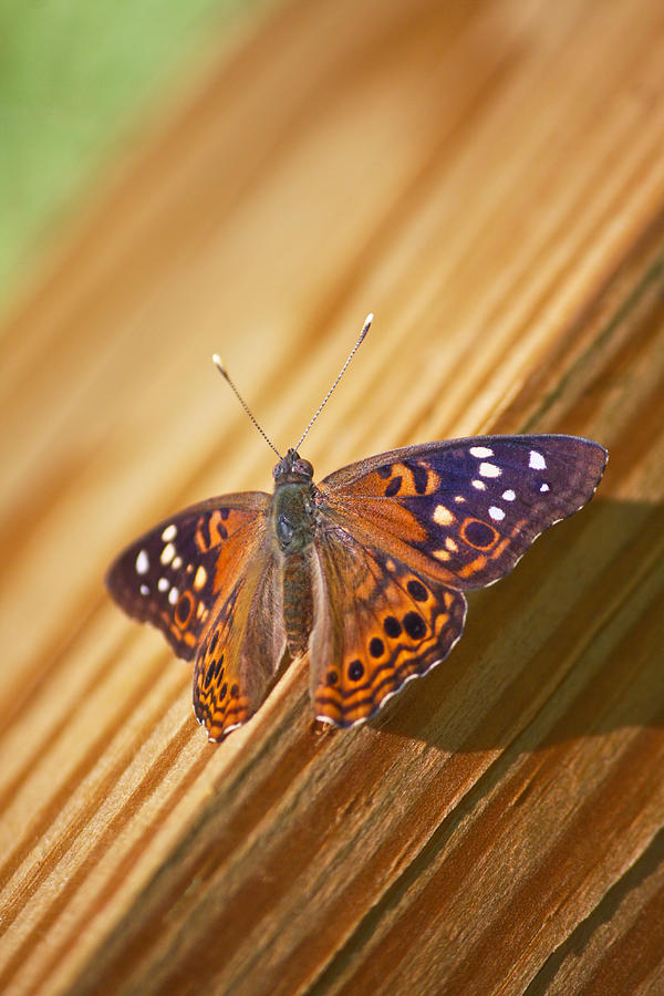 Hackberry Emperor Butterfly Photograph by Melinda Fawver
