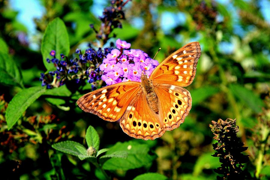 Hackberry Emperor Butterfly on Flowers Photograph by Marilyn Burton