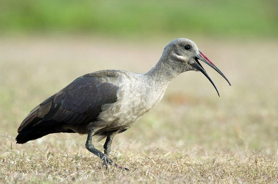Hadeda Ibis Photograph by Peter Chadwick/science Photo Library