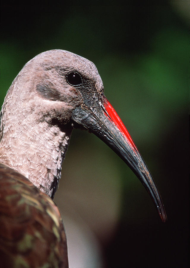 Wildlife Photograph - Hadeda Ibis by Tony Camacho/science Photo Library