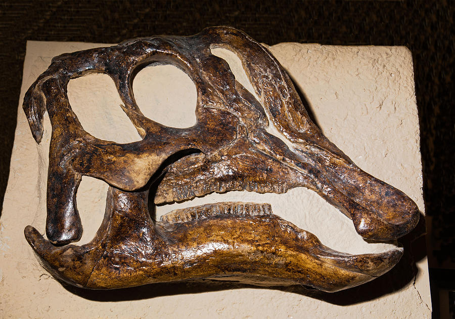 Hadrosaur Dinosaur Skull Fossil Photograph By Millard H Sharp Fine Art America 8453