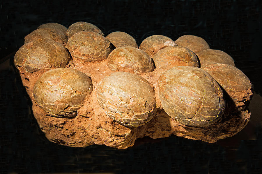 Hadrosaur Eggs In Nest Photograph by Millard H. Sharp