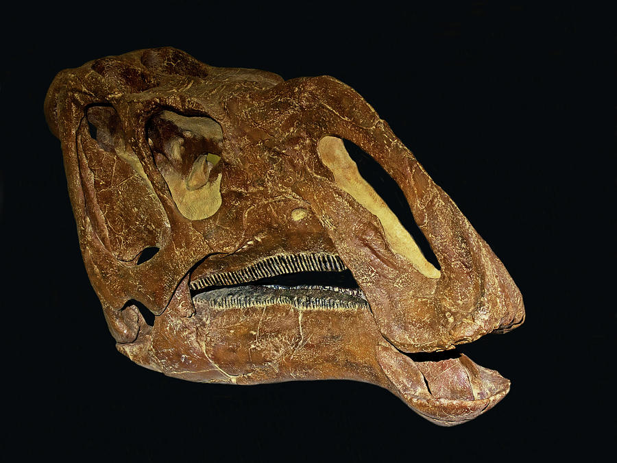 hadrosaur skull