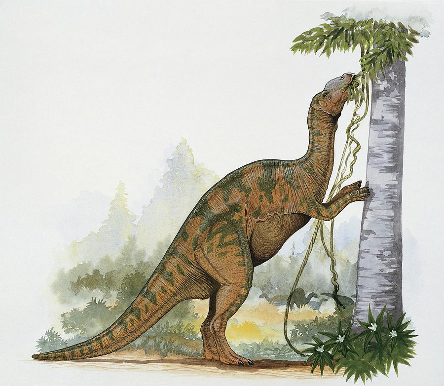 Hadrosaurus Dinosaur Photograph by Deagostini/uig/science Photo Library