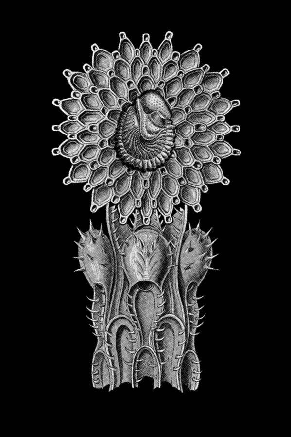 Sunflower Digital Art - Haeckel Collage by Christophe Ennis